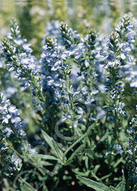 Veronica prostrata 'Nestor'